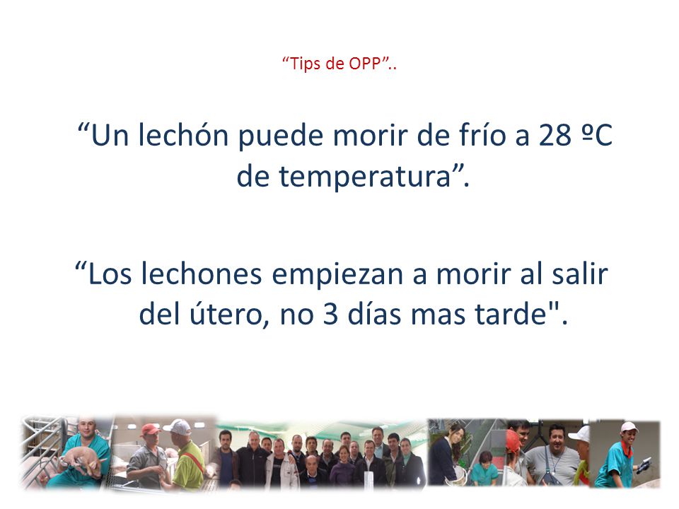 Un lechón puede morir de frío a 28 ºC de temperatura .