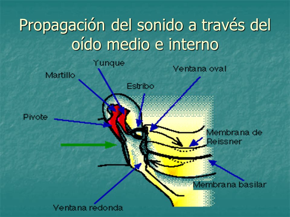 Propagación del sonido a través del oído medio e interno