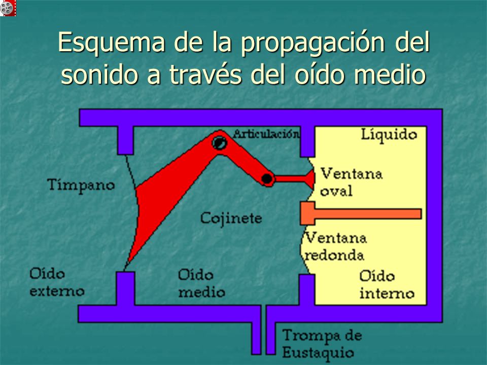 Esquema de la propagación del sonido a través del oído medio