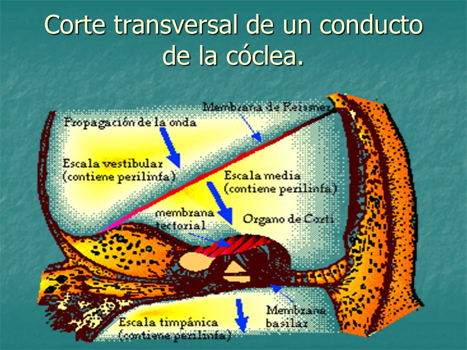 Corte transversal de un conducto de la cóclea.