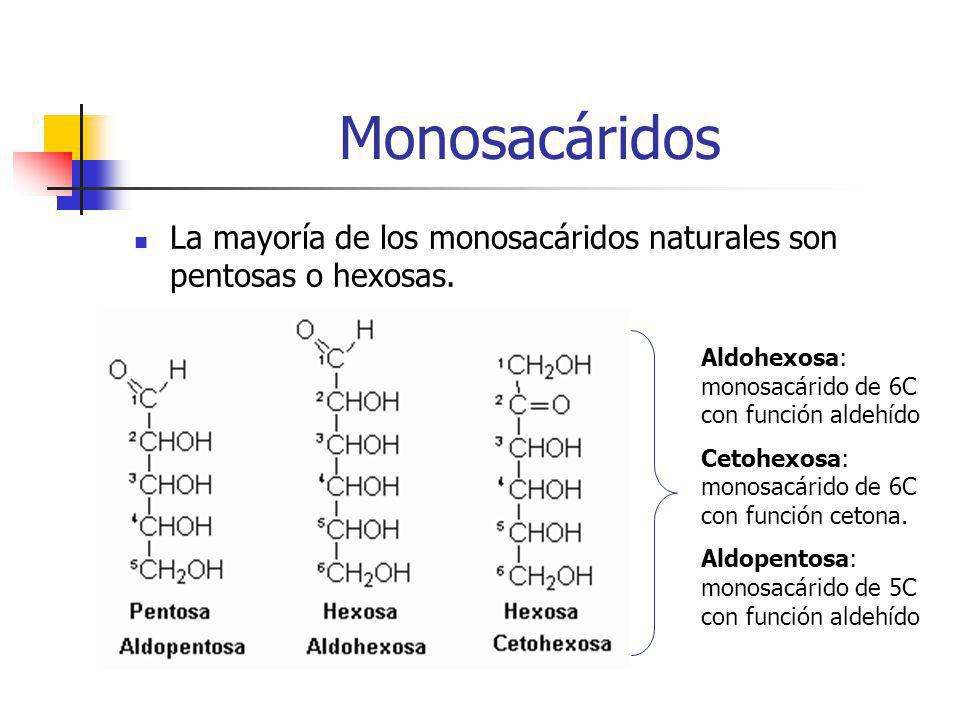 Monosacáridos La mayoría de los monosacáridos naturales son pentosas o hexosas. Aldohexosa: monosacárido de 6C con función aldehído.