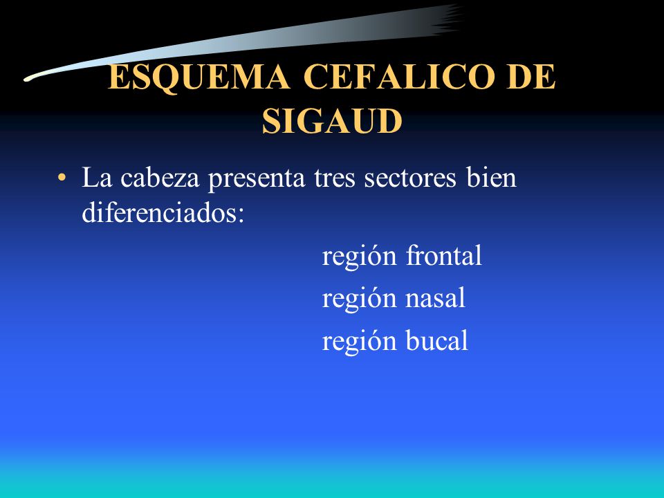 ESQUEMA CEFALICO DE SIGAUD