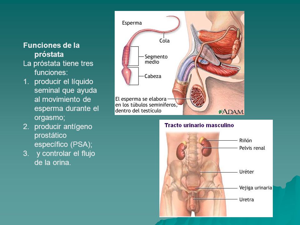 anatomía próstata slideshare durere rinichi simptome
