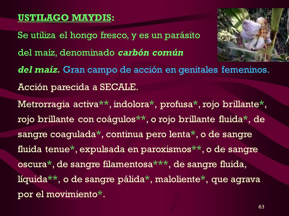 USTILAGO MAYDIS: Se utiliza el hongo fresco, y es un parásito. del maíz, denominado carbón común.