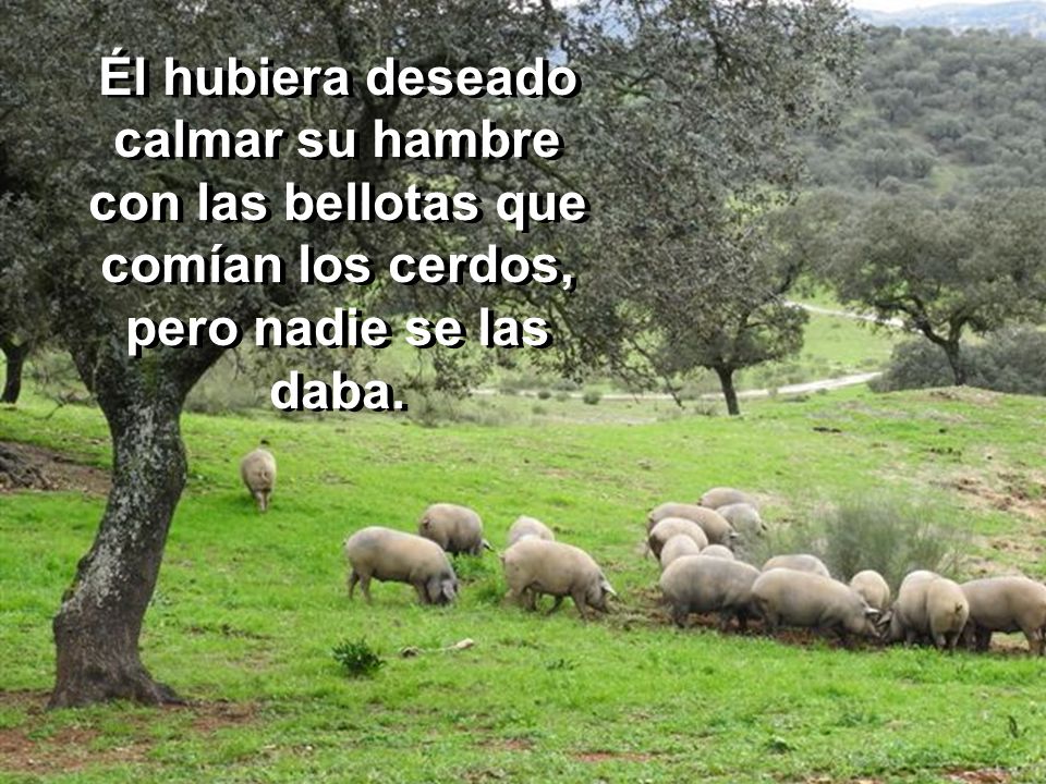 Él hubiera deseado calmar su hambre con las bellotas que comían los cerdos, pero nadie se las daba.