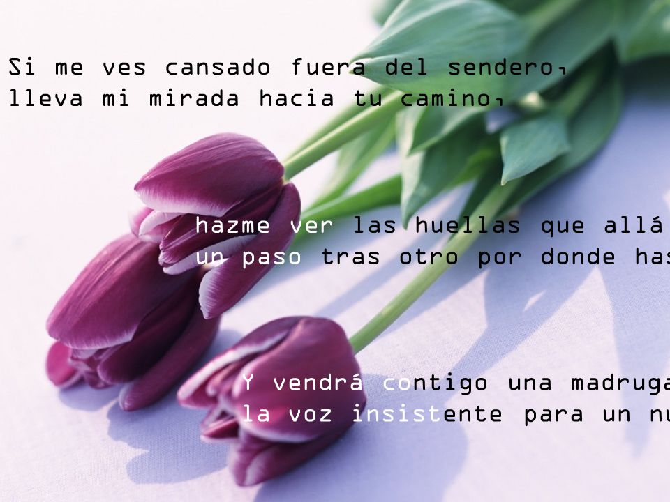 Si me ves cansado fuera del sendero, lleva mi mirada hacia tu camino,