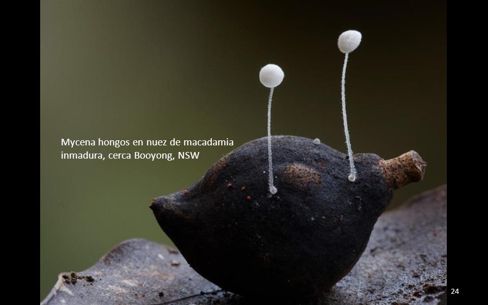 Mycena hongos en nuez de macadamia inmadura, cerca Booyong, NSW