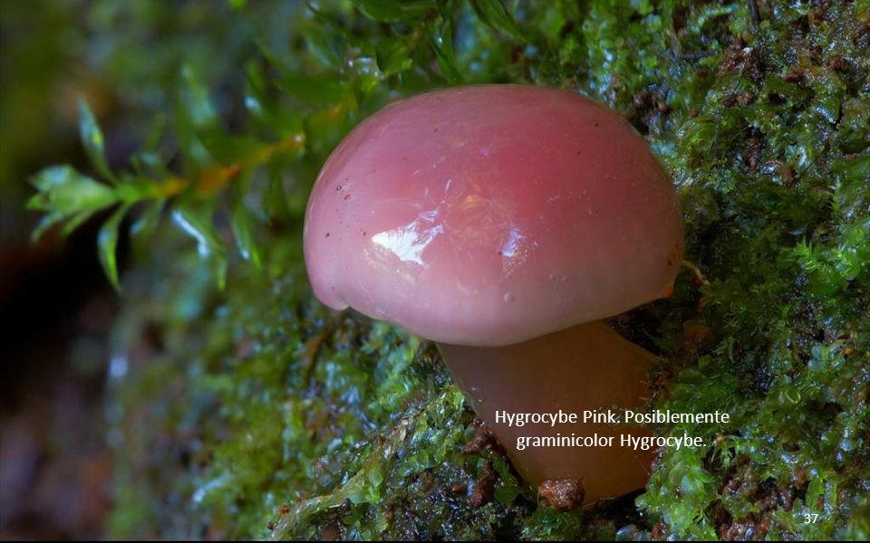 Hygrocybe Pink. Posiblemente graminicolor Hygrocybe.