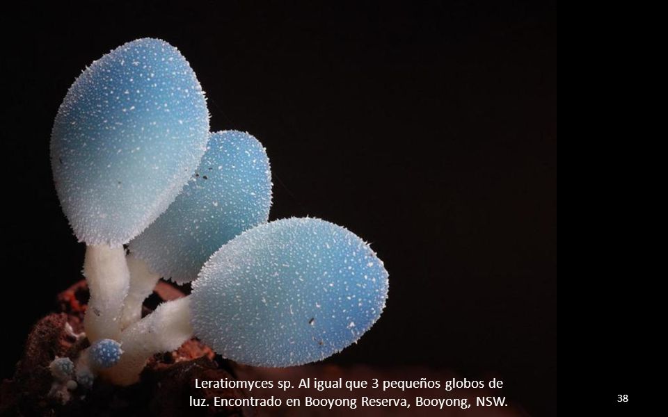 Leratiomyces sp. Al igual que 3 pequeños globos de luz