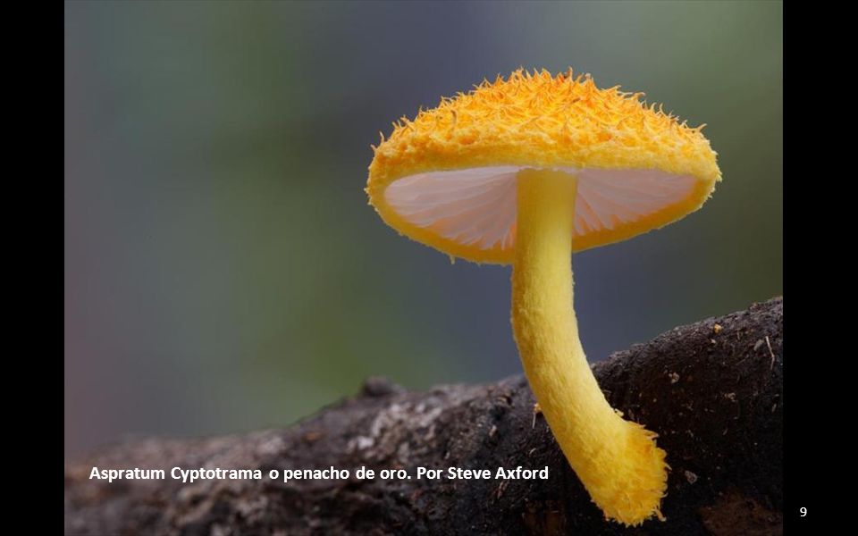 Aspratum Cyptotrama o penacho de oro. Por Steve Axford