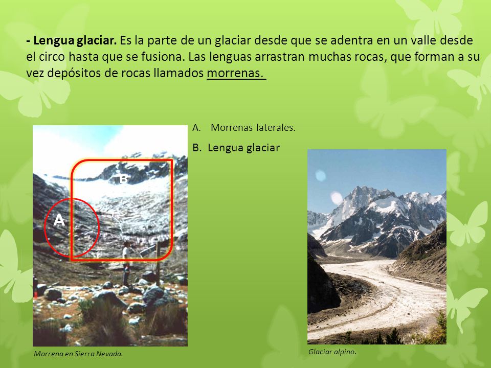 - Lengua glaciar. Es la parte de un glaciar desde que se adentra en un valle desde el circo hasta que se fusiona. Las lenguas arrastran muchas rocas, que forman a su vez depósitos de rocas llamados morrenas.