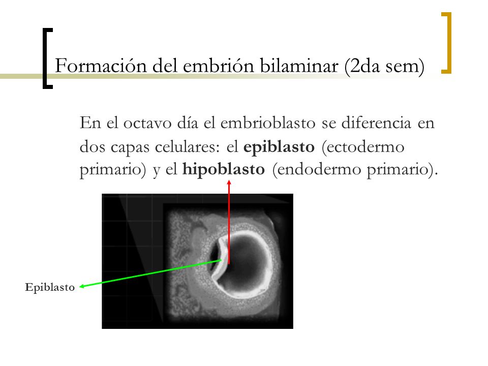 Formación del embrión bilaminar (2da sem)