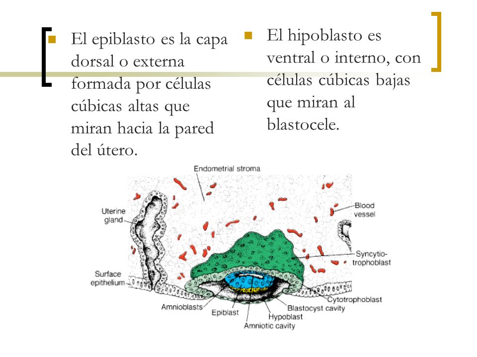 El hipoblasto es ventral o interno, con células cúbicas bajas que miran al blastocele.