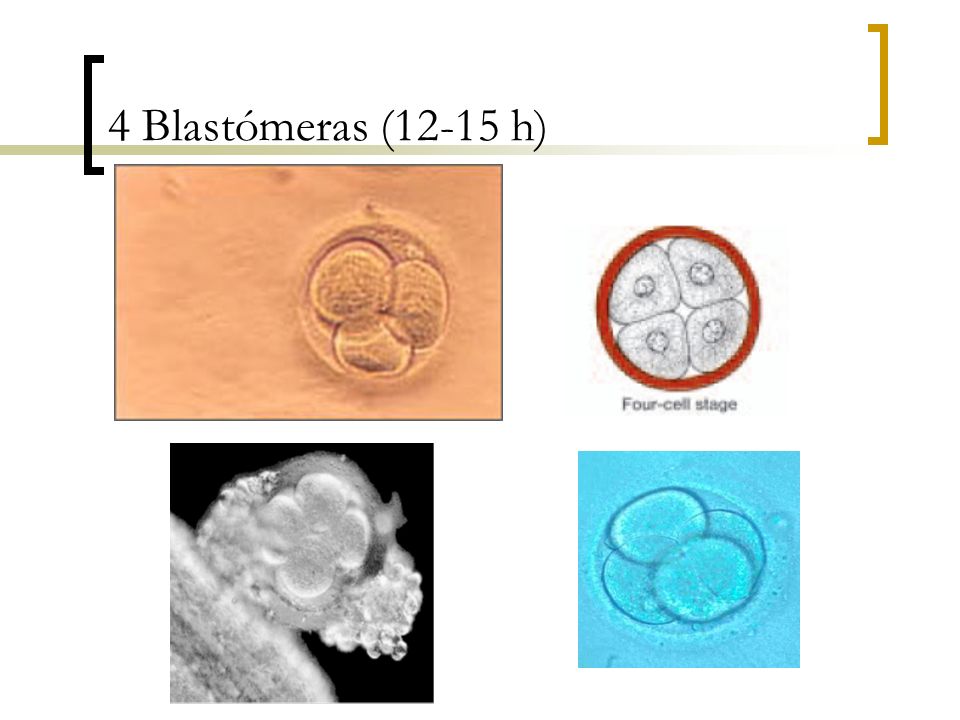 4 Blastómeras (12-15 h)