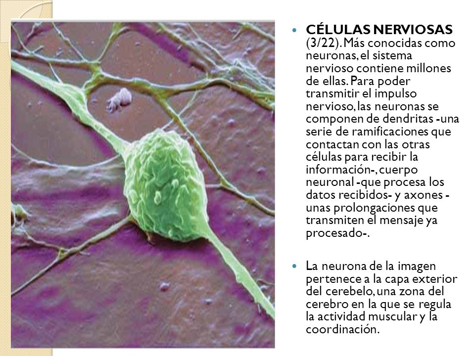 CÉLULAS NERVIOSAS (3/22). Más conocidas como neuronas, el sistema nervioso contiene millones de ellas. Para poder transmitir el impulso nervioso, las neuronas se componen de dendritas -una serie de ramificaciones que contactan con las otras células para recibir la información-, cuerpo neuronal -que procesa los datos recibidos- y axones - unas prolongaciones que transmiten el mensaje ya procesado-.