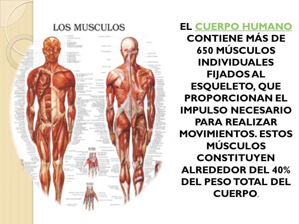 EL CUERPO HUMANO CONTIENE MÁS DE 650 MÚSCULOS INDIVIDUALES FIJADOS AL ESQUELETO, QUE PROPORCIONAN EL IMPULSO NECESARIO PARA REALIZAR MOVIMIENTOS.