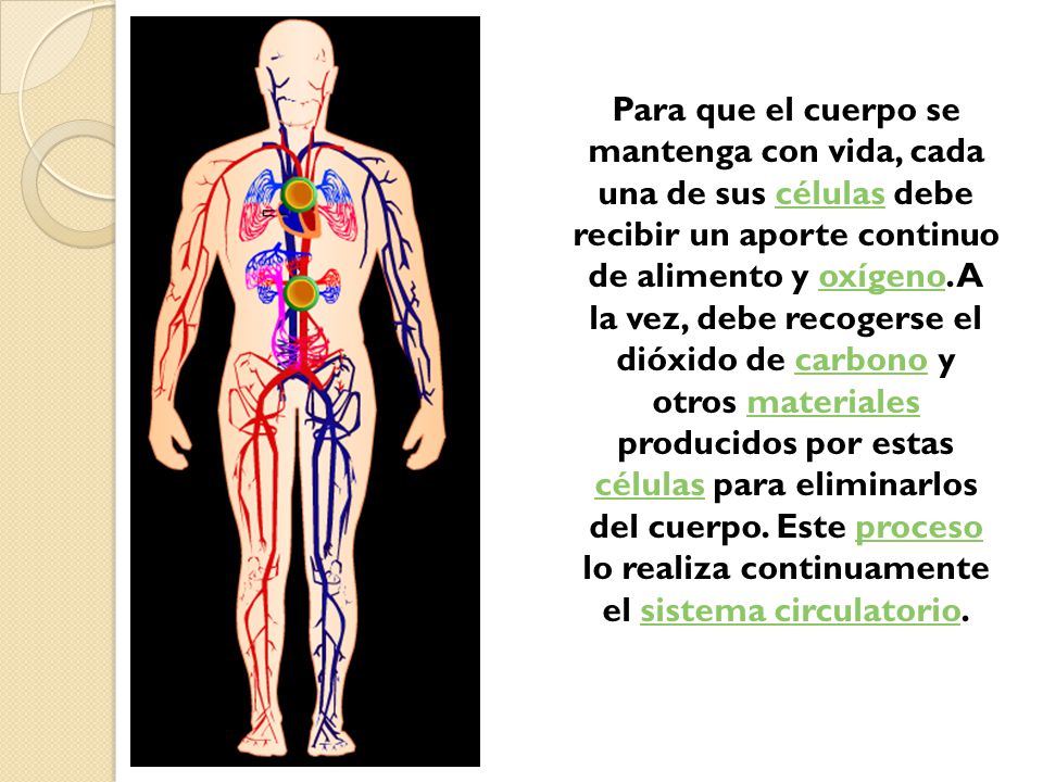 Para que el cuerpo se mantenga con vida, cada una de sus células debe recibir un aporte continuo de alimento y oxígeno.