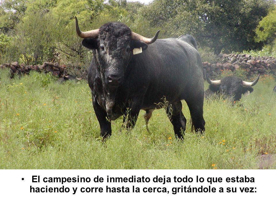 El campesino de inmediato deja todo lo que estaba haciendo y corre hasta la cerca, gritándole a su vez:
