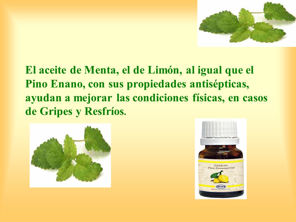 El aceite de Menta, el de Limón, al igual que el Pino Enano, con sus propiedades antisépticas, ayudan a mejorar las condiciones físicas, en casos de Gripes y Resfríos.