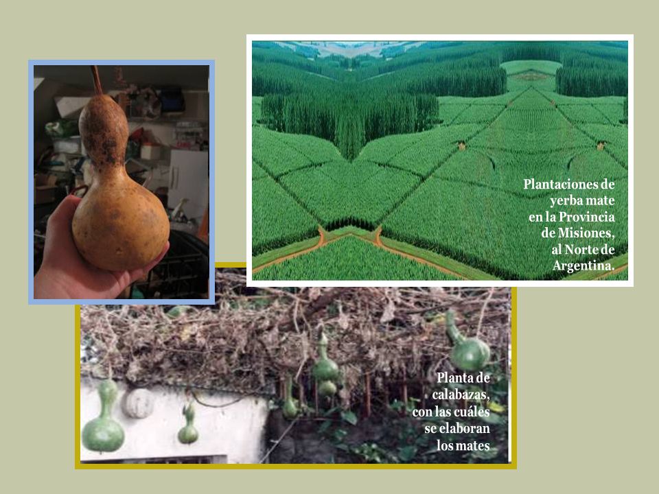 Plantaciones de yerba mate. en la Provincia. de Misiones, al Norte de. Argentina. Planta de. calabazas,