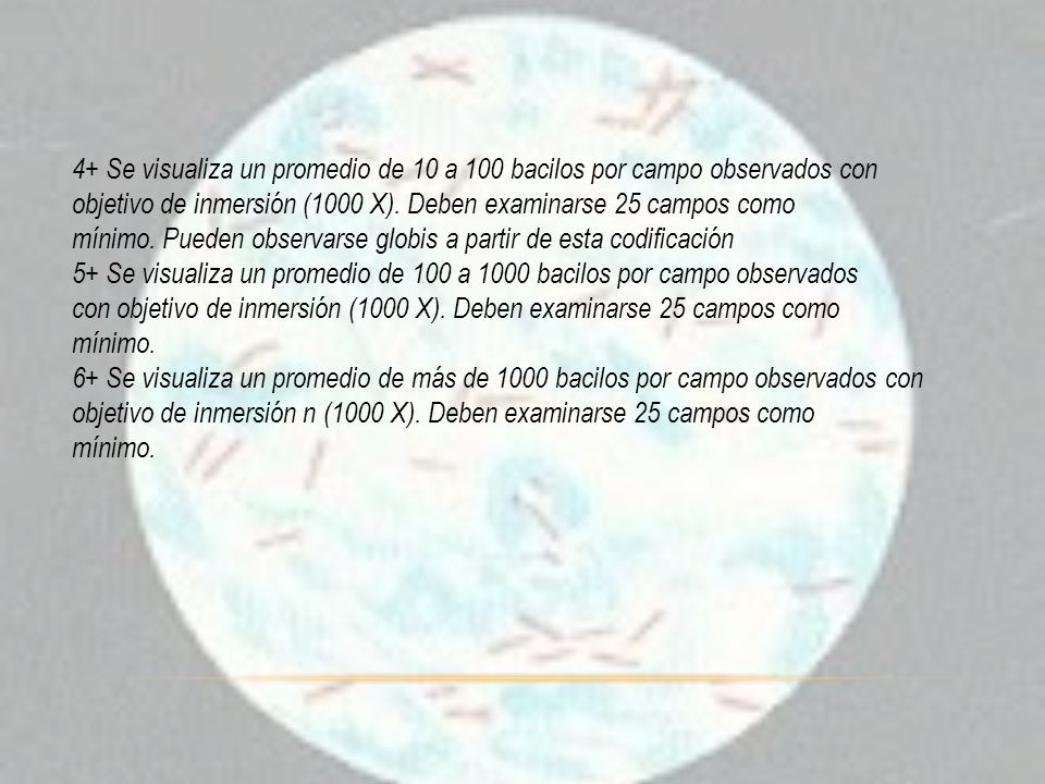 4+ Se visualiza un promedio de 10 a 100 bacilos por campo observados con