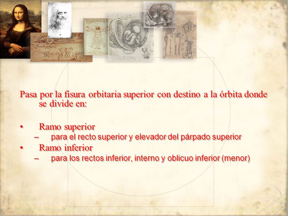 Pasa por la fisura orbitaria superior con destino a la órbita donde se divide en: