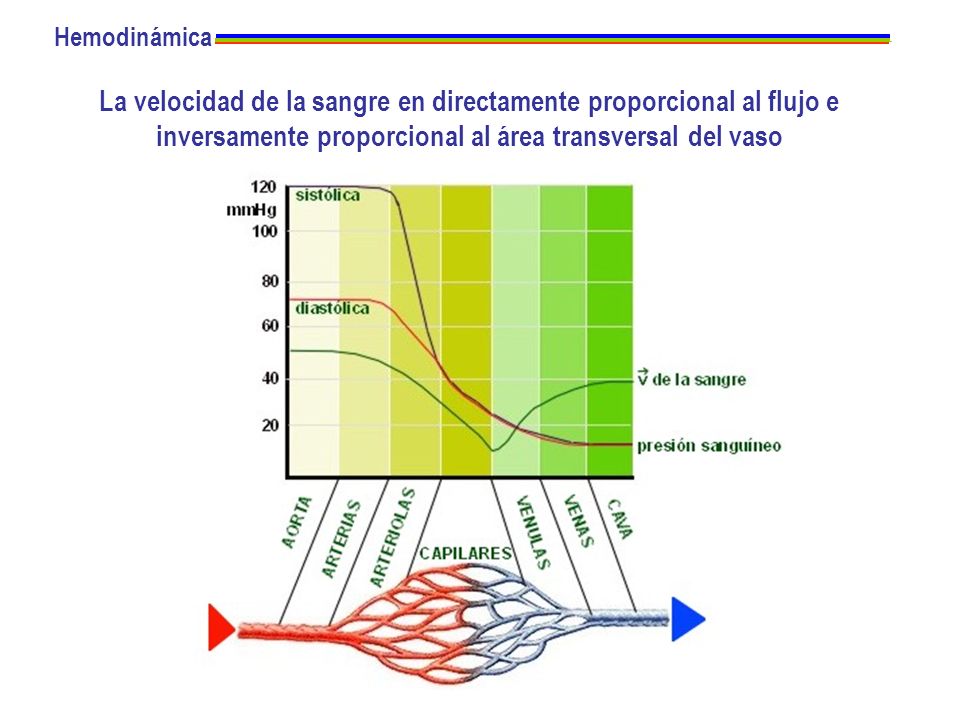 Hemodinámica La velocidad de la sangre en directamente proporcional al flujo e inversamente proporcional al área transversal del vaso.