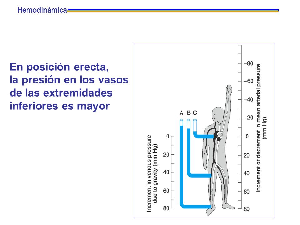 la presión en los vasos de las extremidades inferiores es mayor