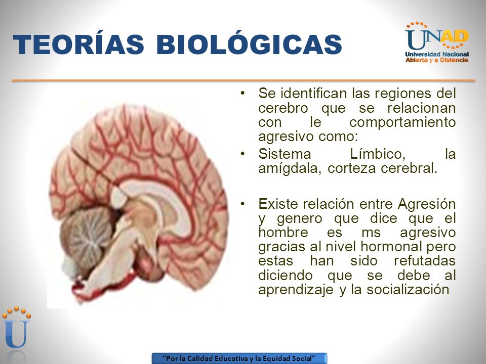 TEORÍAS BIOLÓGICAS Se identifican las regiones del cerebro que se relacionan con le comportamiento agresivo como: