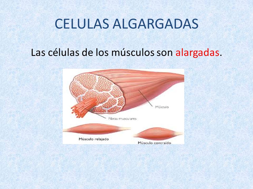 Las células de los músculos son alargadas.