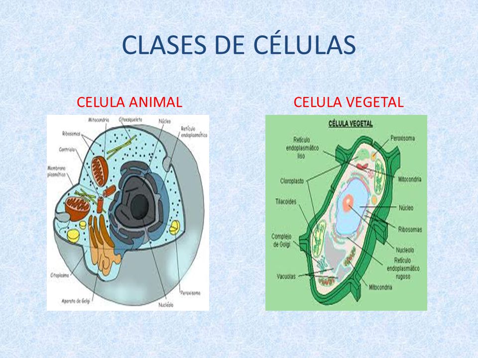 CLASES DE CÉLULAS CELULA ANIMAL CELULA VEGETAL