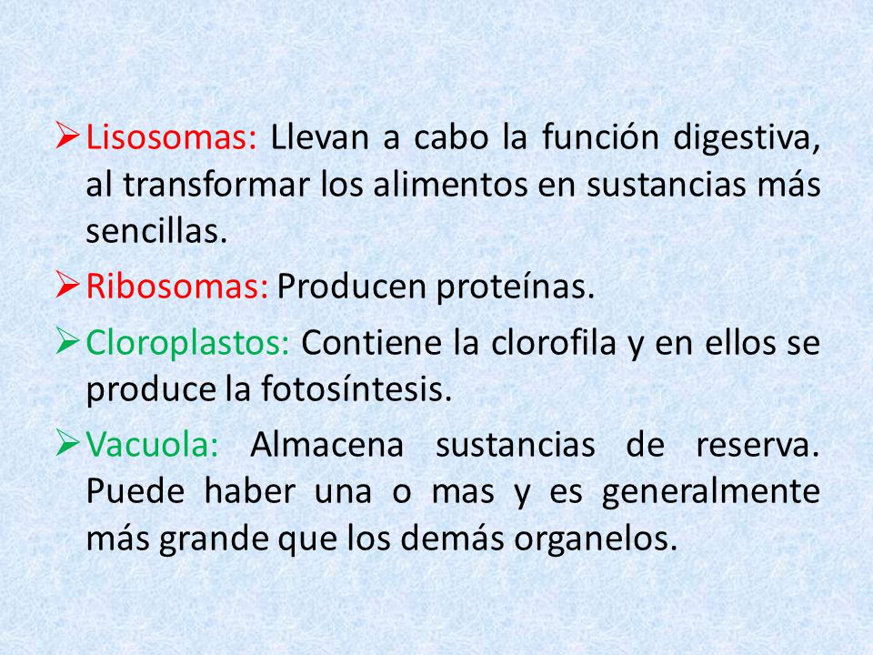 Lisosomas: Llevan a cabo la función digestiva, al transformar los alimentos en sustancias más sencillas.