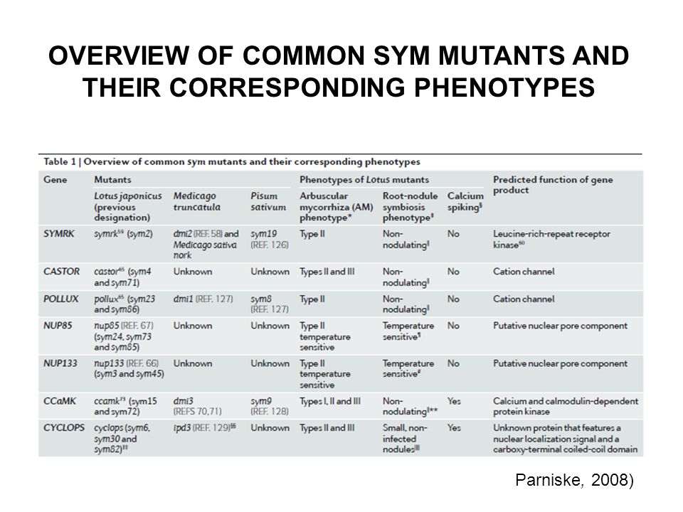 OVERVIEW OF COMMON SYM MUTANTS AND THEIR CORRESPONDING PHENOTYPES