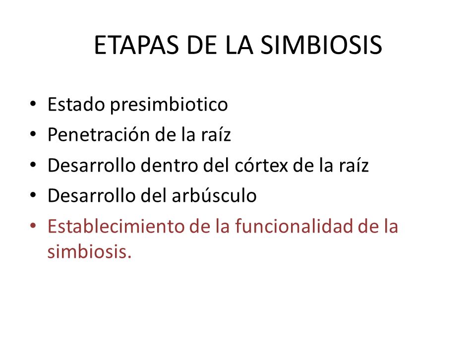 ETAPAS DE LA SIMBIOSIS Estado presimbiotico Penetración de la raíz