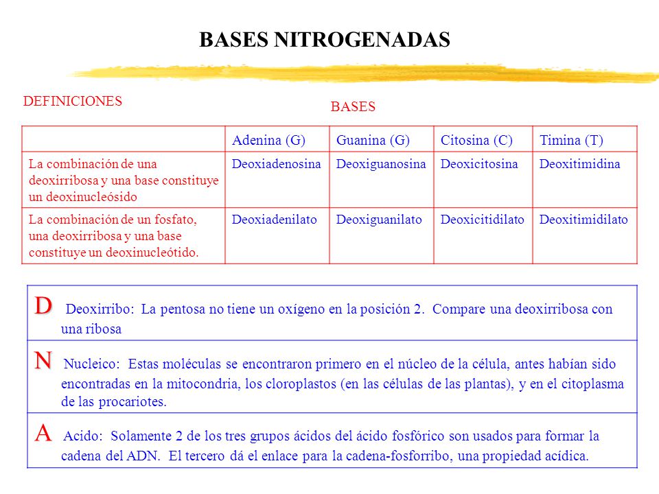 BASES NITROGENADAS DEFINICIONES. BASES. Adenina (G) Guanina (G) Citosina (C) Timina (T)
