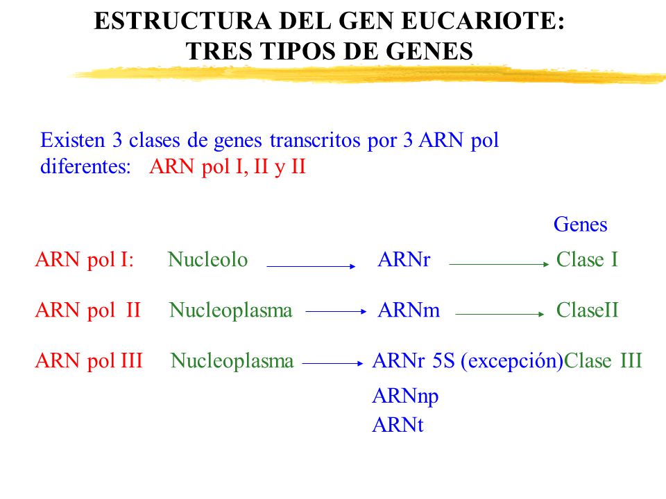 ESTRUCTURA DEL GEN EUCARIOTE: TRES TIPOS DE GENES