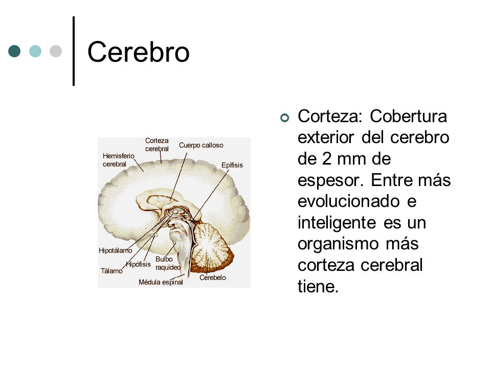 Cerebro Corteza: Cobertura exterior del cerebro de 2 mm de espesor.