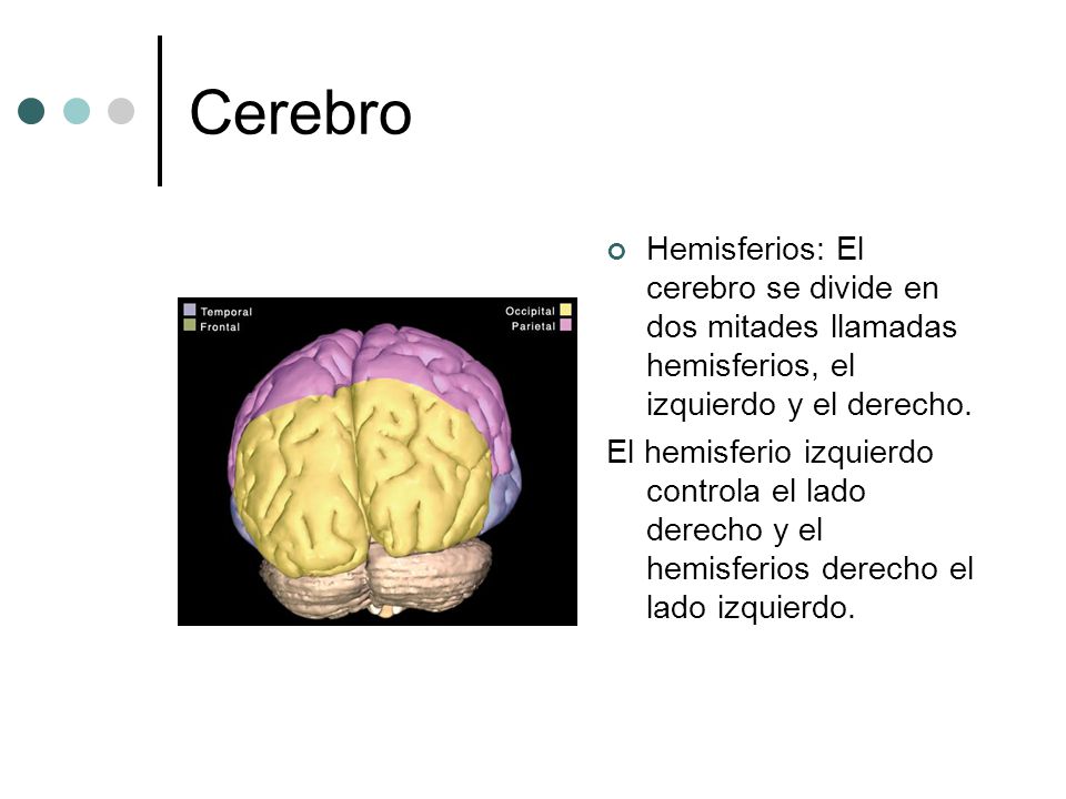 Cerebro Hemisferios: El cerebro se divide en dos mitades llamadas hemisferios, el izquierdo y el derecho.