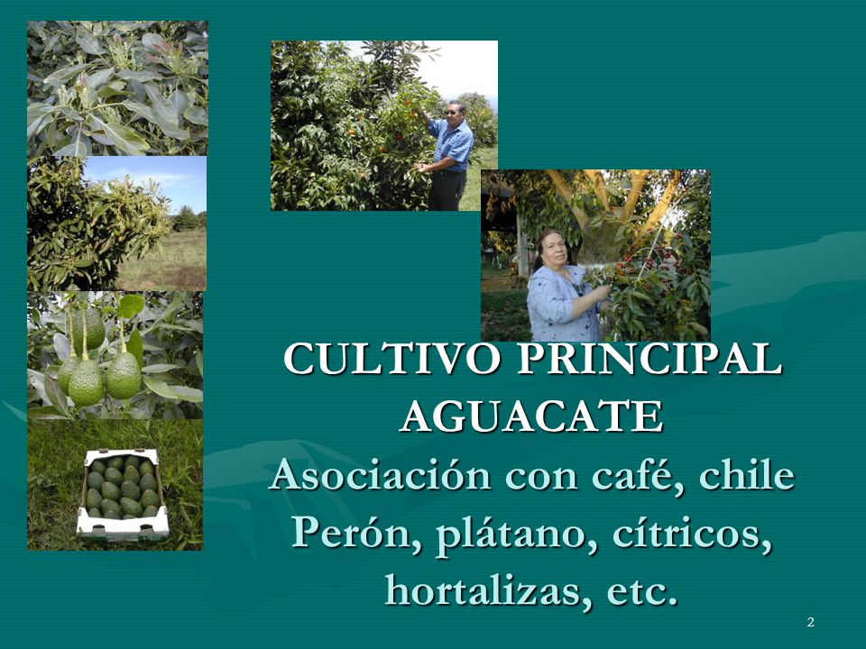 CULTIVO PRINCIPAL AGUACATE Asociación con café, chile Perón, plátano, cítricos, hortalizas, etc.