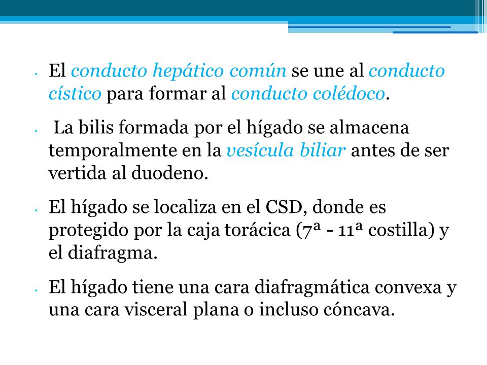 El conducto hepático común se une al conducto cístico para formar al conducto colédoco.