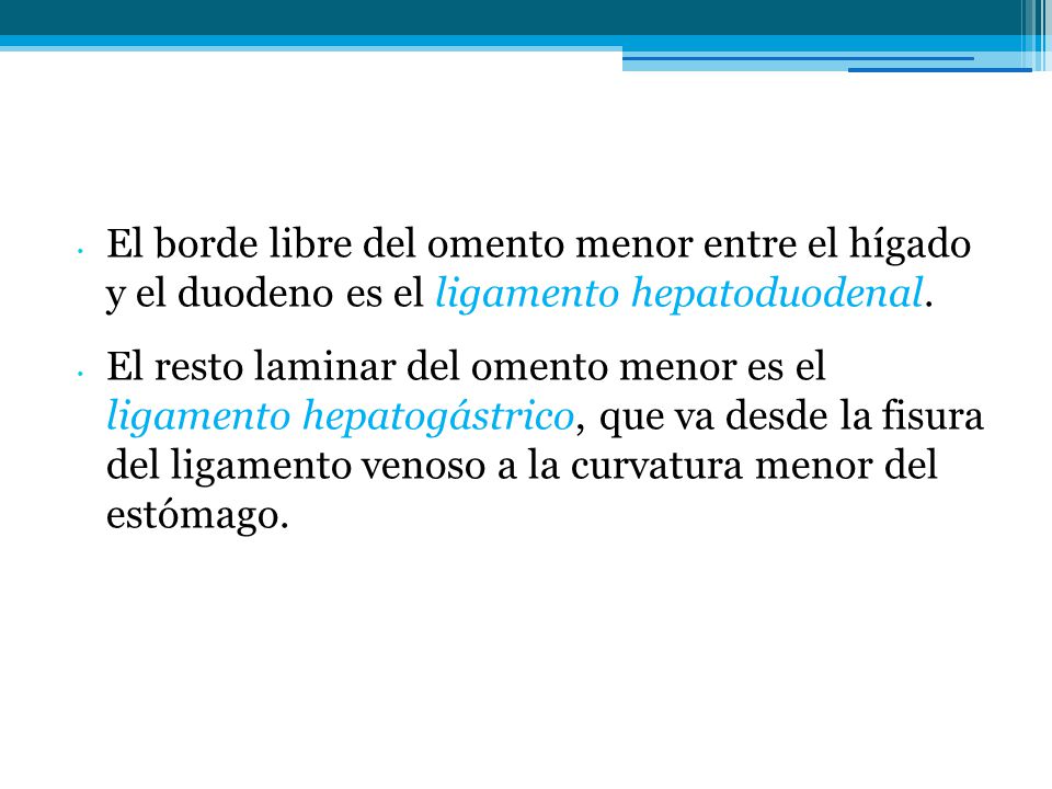 El borde libre del omento menor entre el hígado y el duodeno es el ligamento hepatoduodenal.