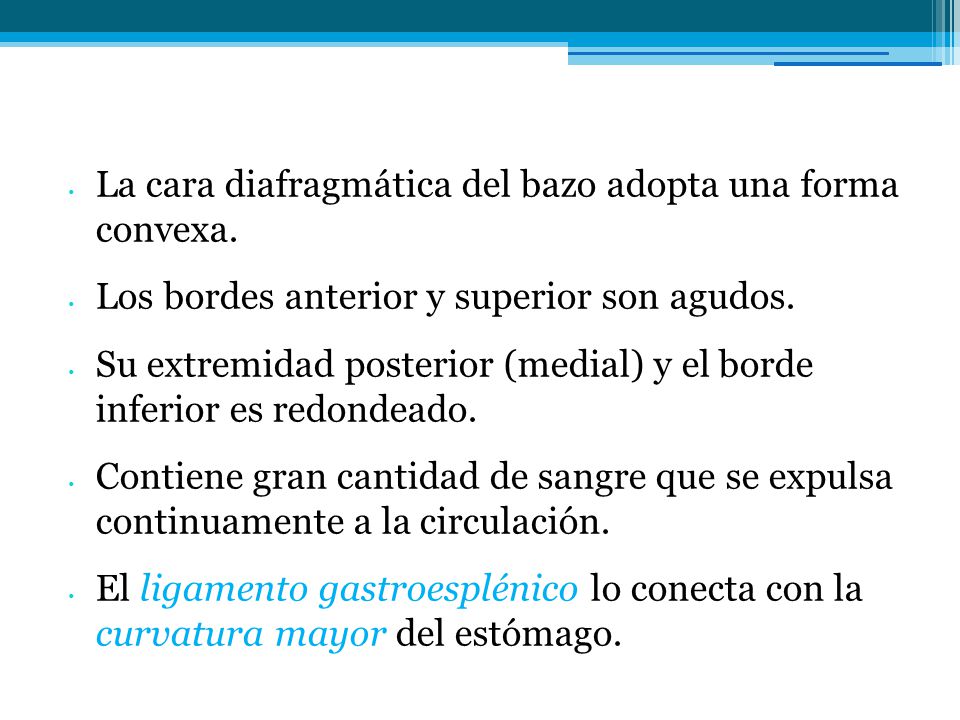 La cara diafragmática del bazo adopta una forma convexa.