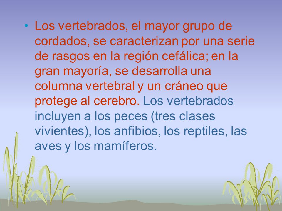 Los vertebrados, el mayor grupo de cordados, se caracterizan por una serie de rasgos en la región cefálica; en la gran mayoría, se desarrolla una columna vertebral y un cráneo que protege al cerebro.