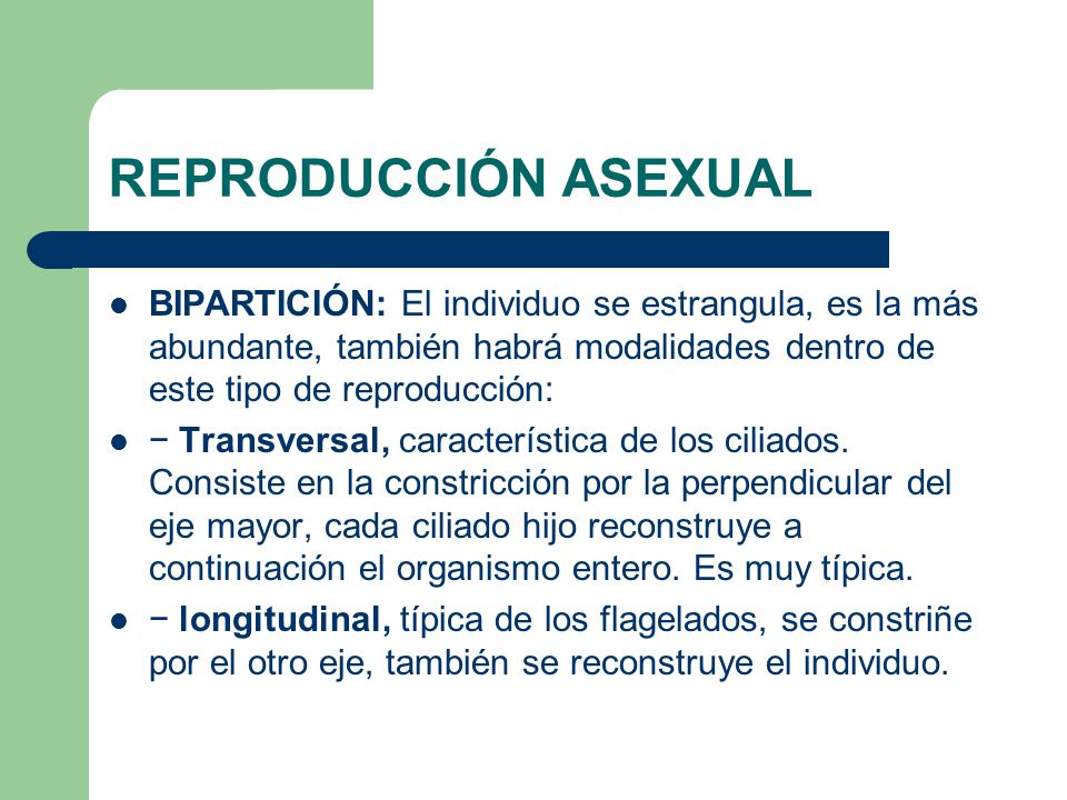 REPRODUCCIÓN ASEXUAL BIPARTICIÓN: El individuo se estrangula, es la más abundante, también habrá modalidades dentro de este tipo de reproducción: