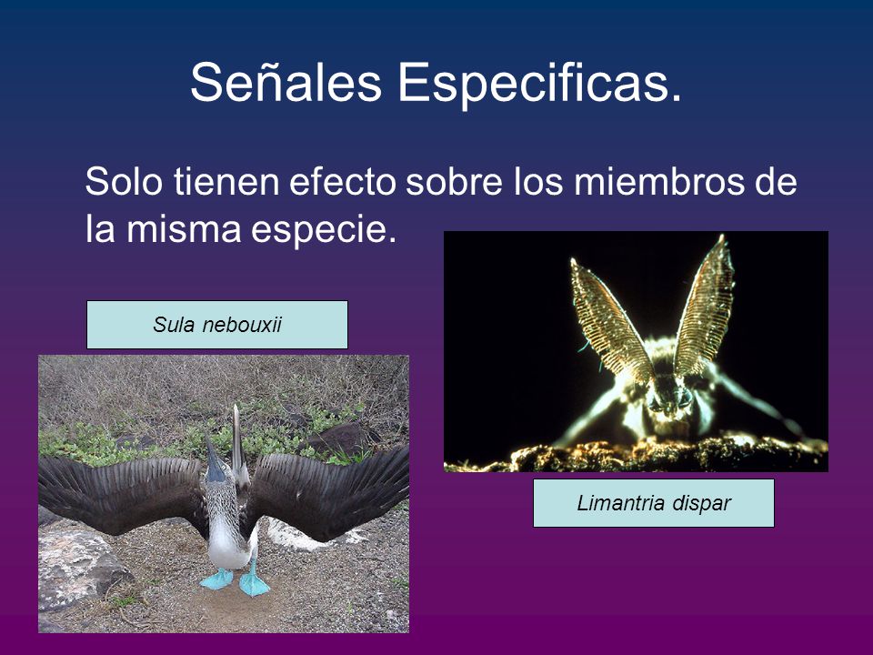 Señales Especificas. Solo tienen efecto sobre los miembros de la misma especie.