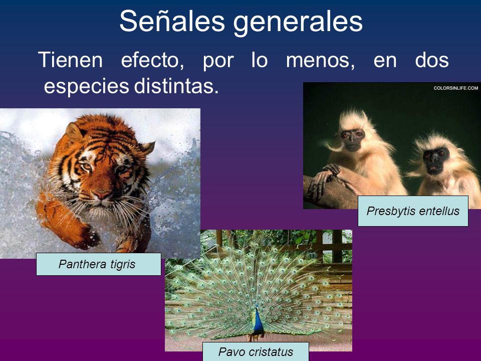 Señales generales Tienen efecto, por lo menos, en dos especies distintas. Presbytis entellus. Panthera tigris.