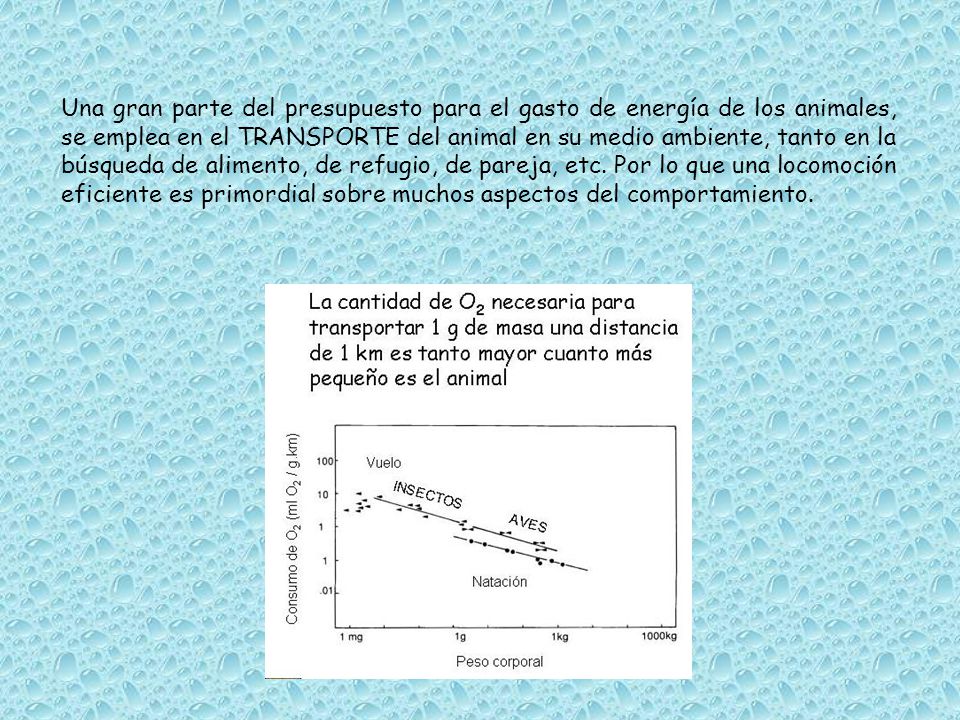 Una gran parte del presupuesto para el gasto de energía de los animales, se emplea en el TRANSPORTE del animal en su medio ambiente, tanto en la búsqueda de alimento, de refugio, de pareja, etc.