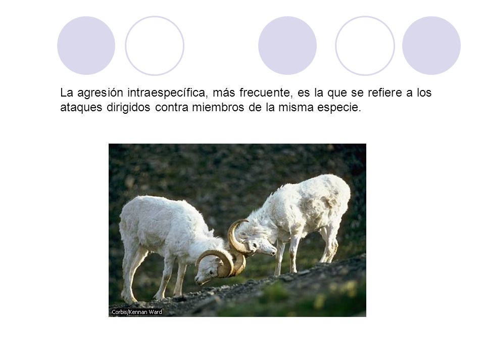 La agresión intraespecífica, más frecuente, es la que se refiere a los ataques dirigidos contra miembros de la misma especie.