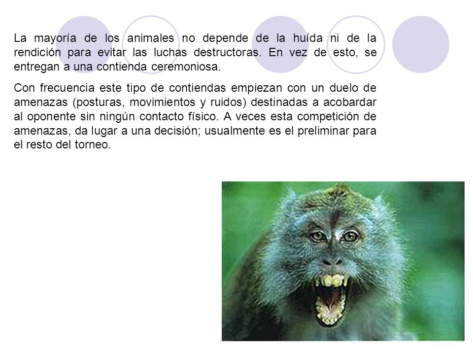 La mayoría de los animales no depende de la huída ni de la rendición para evitar las luchas destructoras. En vez de esto, se entregan a una contienda ceremoniosa.