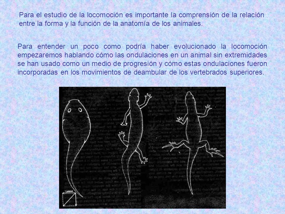 Para el estudio de la locomoción es importante la comprensión de la relación entre la forma y la función de la anatomía de los animales.